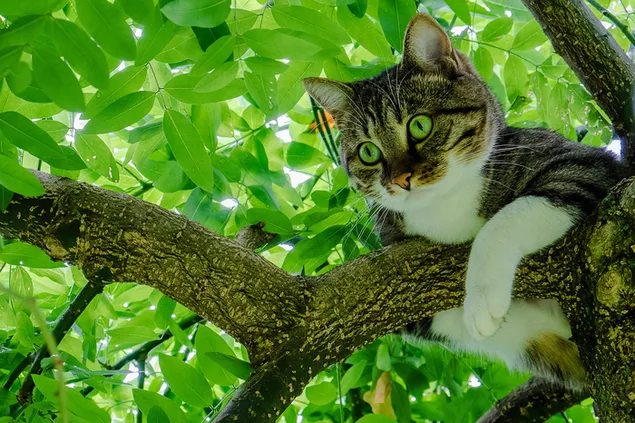 Nette Katze im Baum