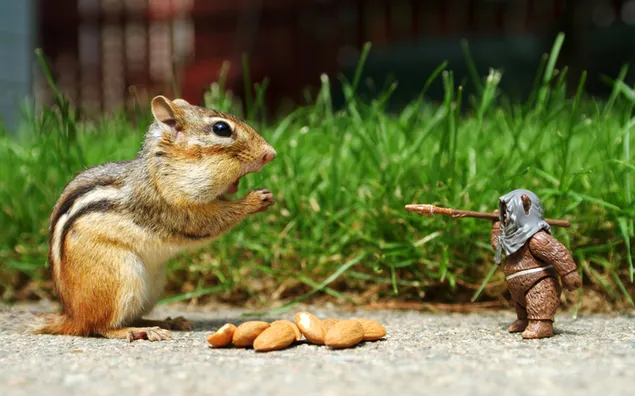 Nettes Eichhörnchen, das am Star Wars-Tag um Eichel mit Star Wars-Charakter kämpft