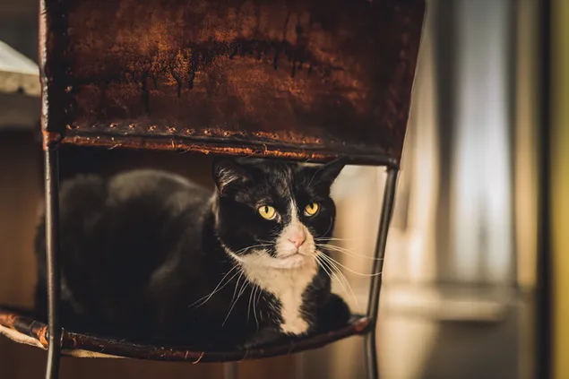 Neugieriger Blick einer süßen schwarz-weißen Schleifenkatze, die auf einem Vintage-Stuhl im Zimmer sitzt