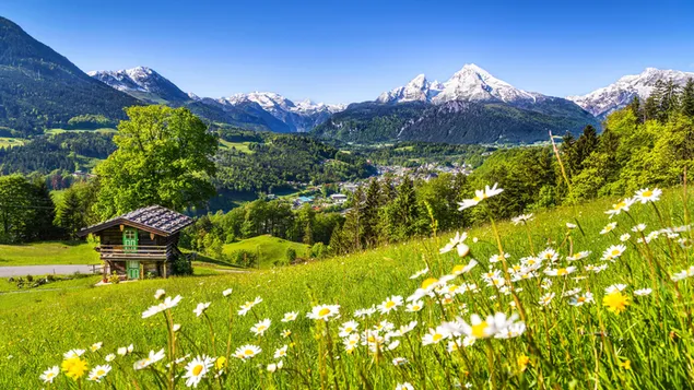 Những ngọn đồi đầy tuyết và cảnh quan nhà nhỏ được bao quanh bởi hoa cúc và cây cối