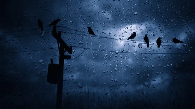 鳥と雨滴