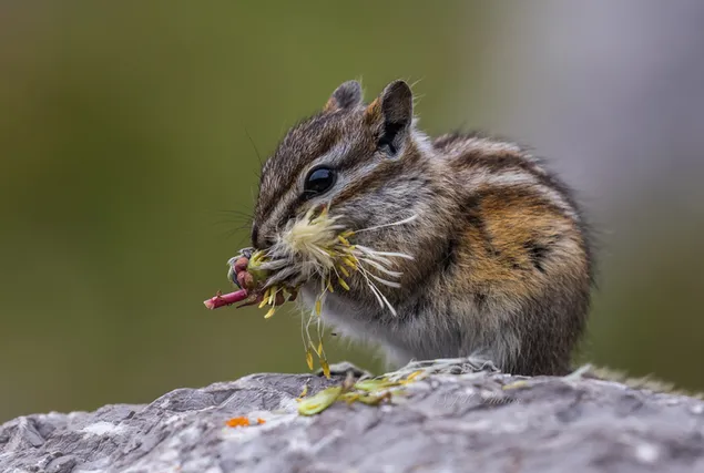 Niedliches Eichhörnchen beim Essen auf einem Felsen vor verschwommenem Hintergrund fotografiert
