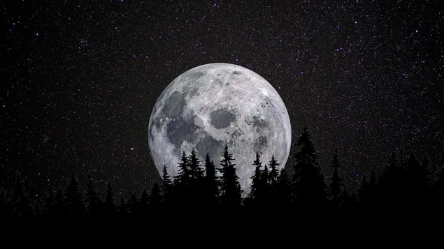 Vista nocturna de luna llena en siluetas de árboles