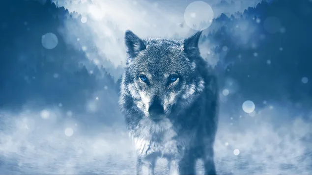 Edele staande wolf met blauwe ogen voor een wazige achtergrond download