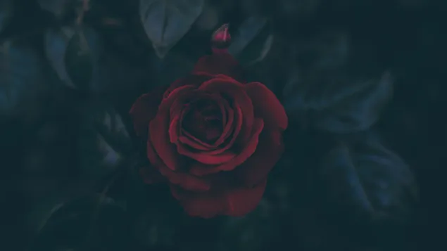 濃い赤のバラ