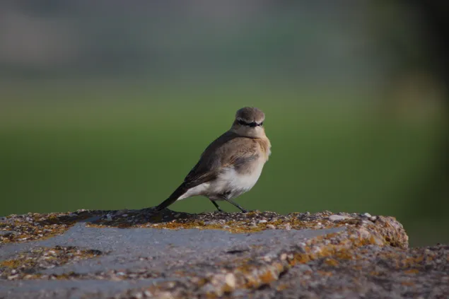 Tapuit op de steen 4K achtergrond