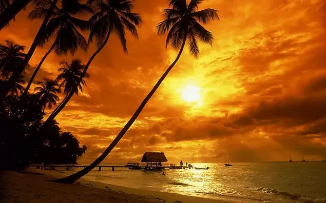 Nước biển và bóng cây cọ phản chiếu những tia nắng vàng của mặt trời mọc giữa những đám mây