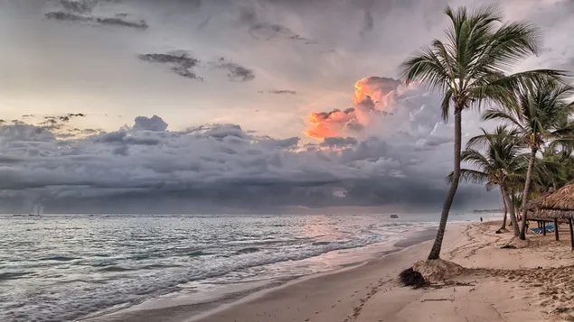 oceaanstrand en palmbomen 4K achtergrond