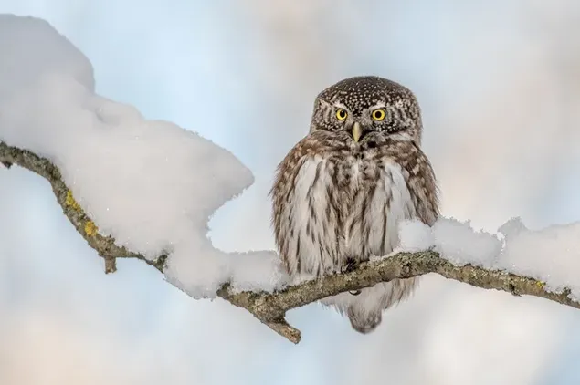Ojos de lindo búho en la rama de un árbol cubierto de nieve