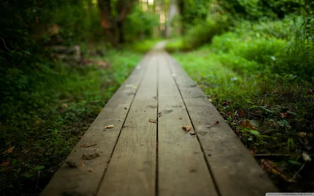 Jalan kayu tua yang dikelilingi oleh tanaman hijau menuju ke hutan