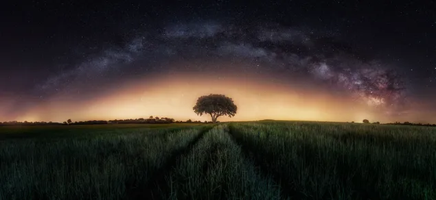 Una noche de árbol - paisaje 2K fondo de pantalla