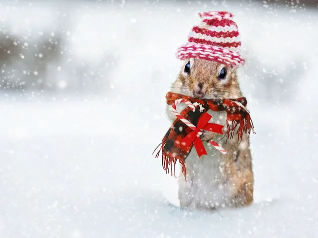 Onscherpe achtergrond met schattige eekhoorn in muts en sjaal bij sneeuwweer met een geschenk.