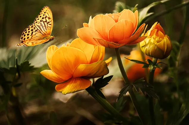 Kupu-kupu hitam oranye dengan bunga oranye unduhan