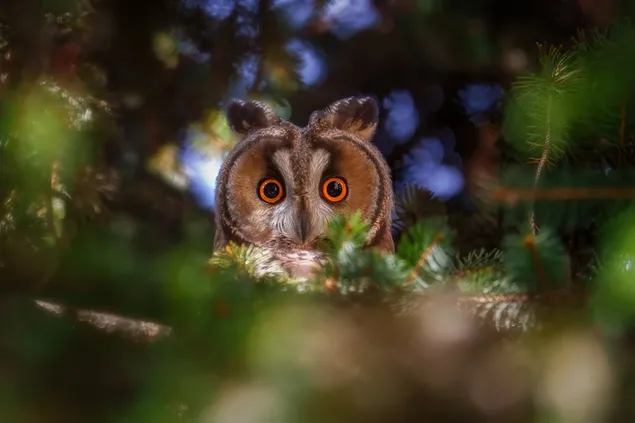 Orange black-eyed owl with a clear view among the blurry leaves