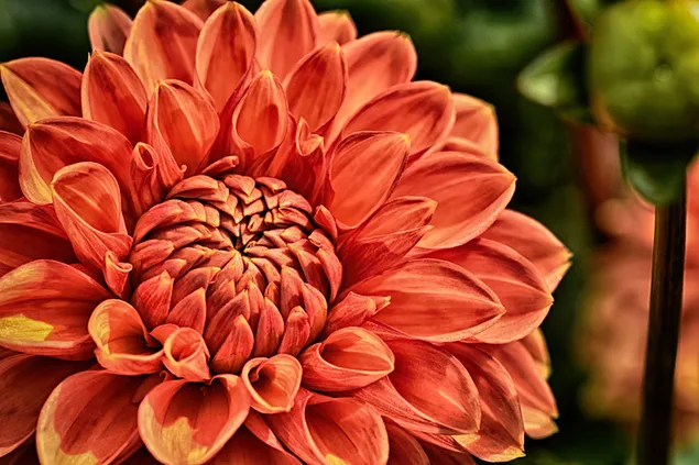 Orangefarbene Dahlie-Blütenfotografie mit hohem Dynamikbereich