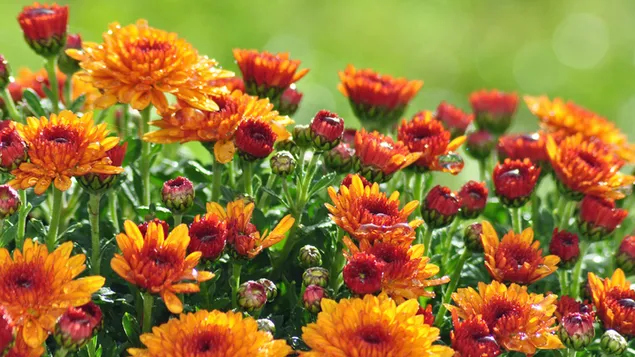 Pomarańczowa łąka kwiatowa 2K tapeta