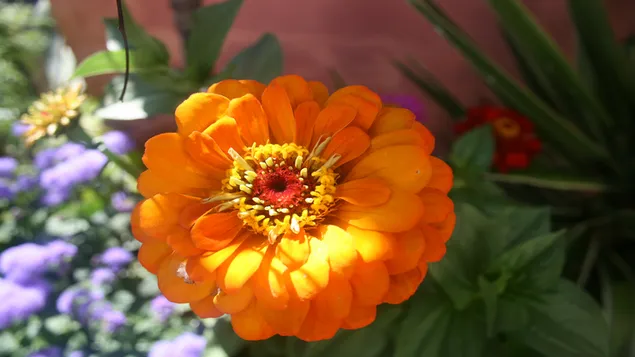 Orangefarbene Blumenansicht 2K Hintergrundbild