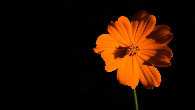 Orange flower with Black background 4K wallpaper download