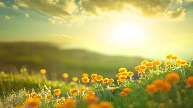 Flores naranjas en un paisaje soleado de primavera HD fondo de pantalla
