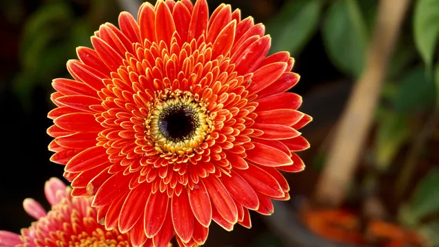 Orangefarbene Gerbera-Blume aus nächster Nähe 4K Hintergrundbild