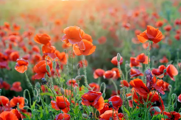 Orange Mohnblumen auf dem Gebiet herunterladen