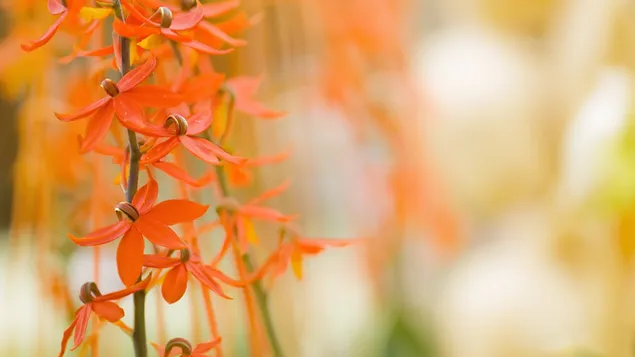 Orange petal flower