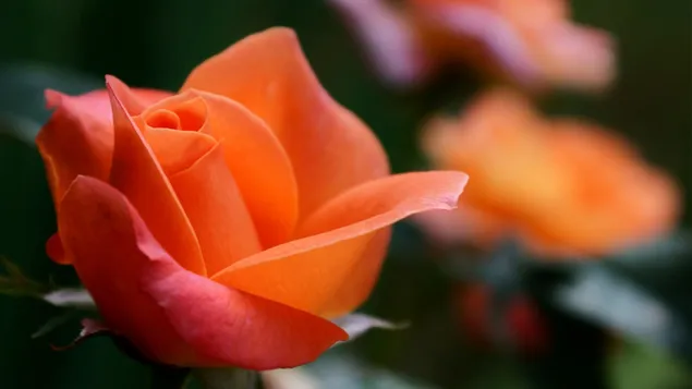 Rosa naranja de cerca 4K fondo de pantalla
