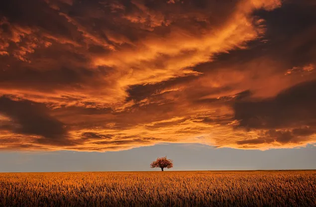 cielo naranja sobre el campo de trigo