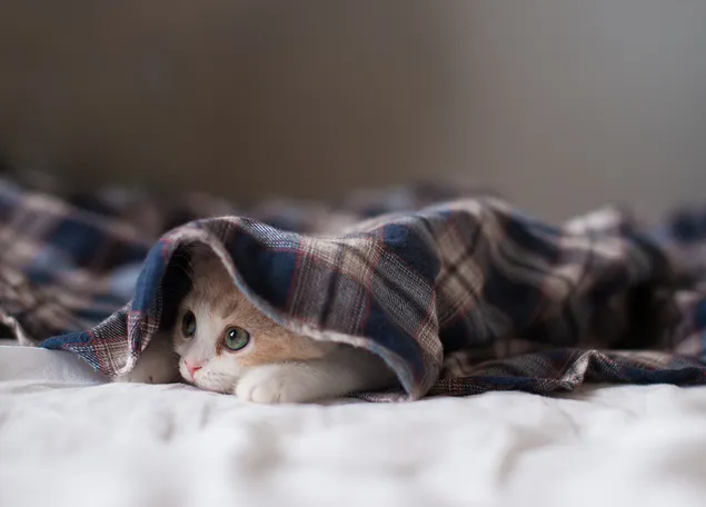 Gato atigrado naranja escondido debajo de una manta