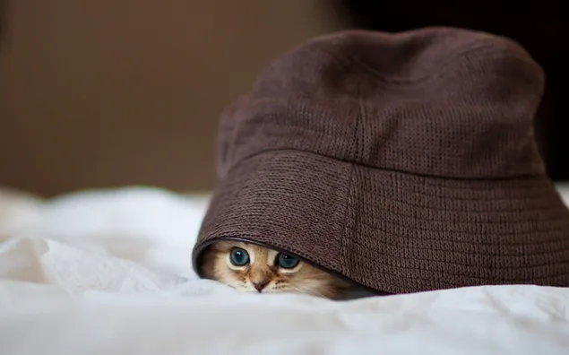 Kucing kucing oranye dan topi coklat