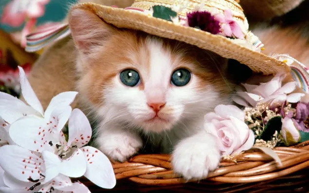 Oranje tabby kitten, kat, hoed, gezicht, leugen