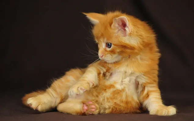 Oranje tabby kitten, schattige kat, pluizig
