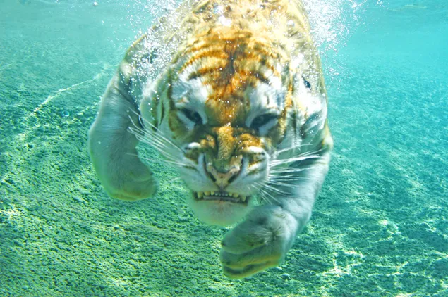 Tigre naranja nadando 2K fondo de pantalla