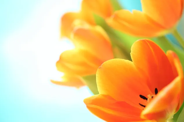 Orangefarbene Tulpen hautnah 4K Hintergrundbild