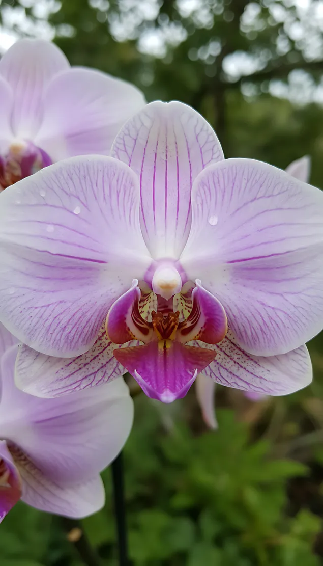 Fen Se He Bai Se De Lan Hua  Xia Zai