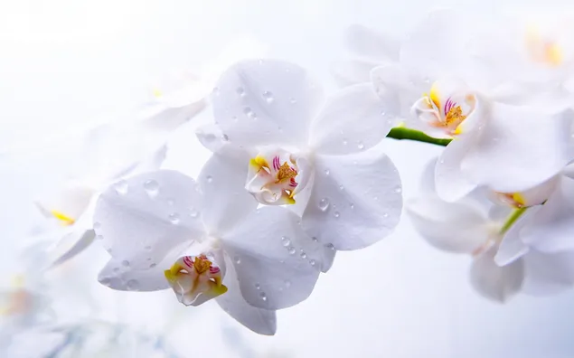 Orchideenblätter mit angesammeltem Tau nach Regen