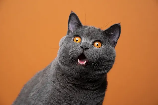 オレンジ色の背景の前で灰色のスコティッシュフォールド猫の驚いた表情 ダウンロード