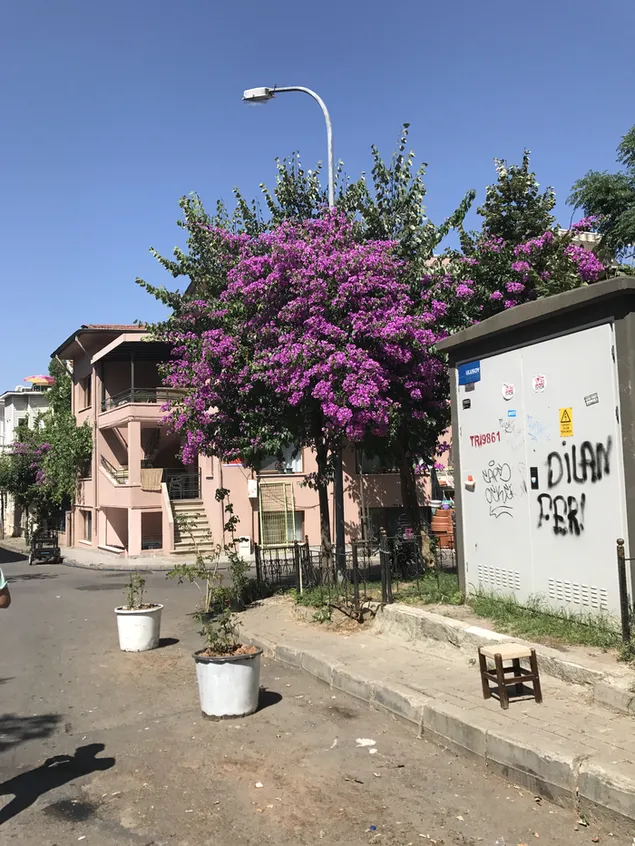 Original Picture Tree Flower