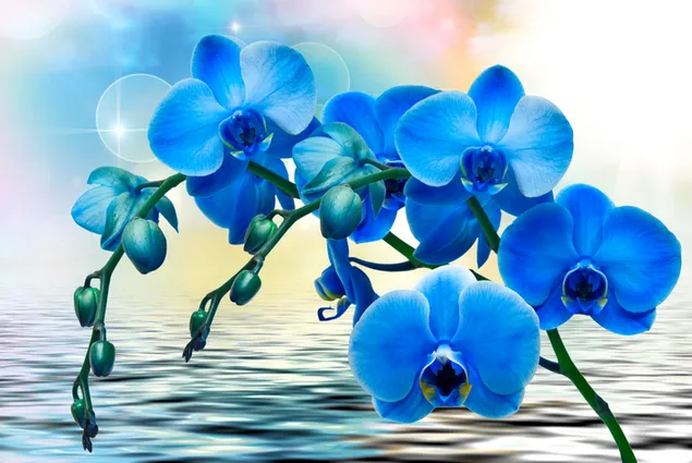 orquídeas azules