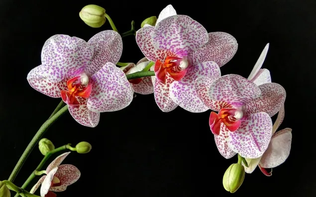 orquídeas manchadas