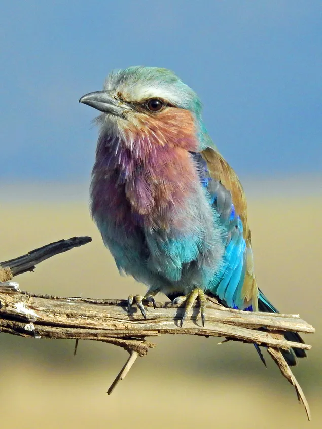 Unscharfe Hintergrundhaltung eines Regenbogenvogels 2K Hintergrundbild