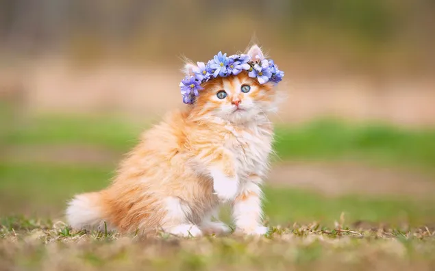 Onscherpe foto van een geel-wit katje met een blauwe bloemsteen op zijn kop 2K achtergrond