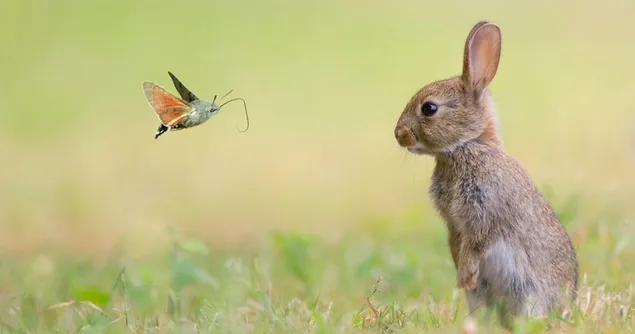Unscharfes Porträtfoto des kleinen Vogels und des braunen süßen Kaninchens herunterladen