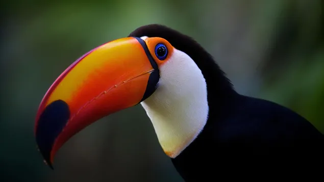 Out of focus view of toucan bird with black and white plumage and colorful long beak