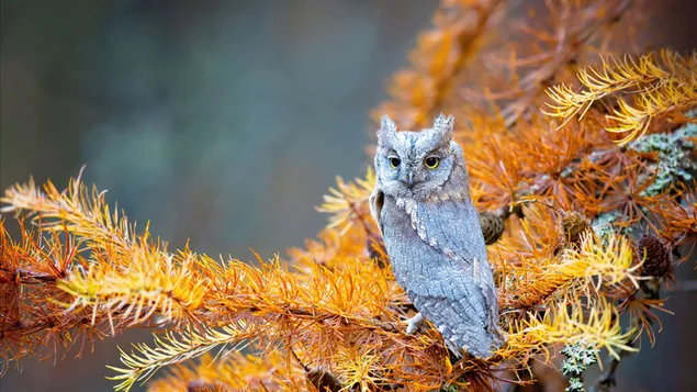 Owl Autumn download