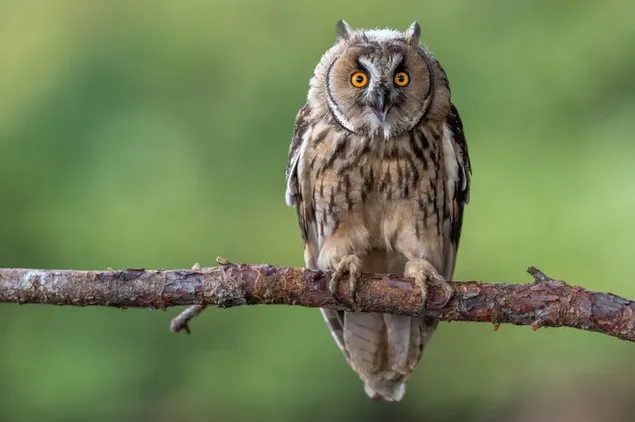 樹枝上的貓頭鷹，在模糊的背景前看起來很困惑 HD 壁紙