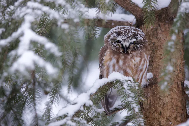 Owl with snow on it among the leaves of a snowy pine tree