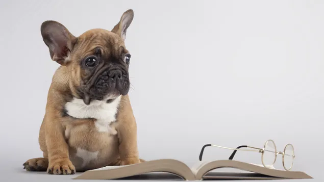 パグ犬 ダウンロード
