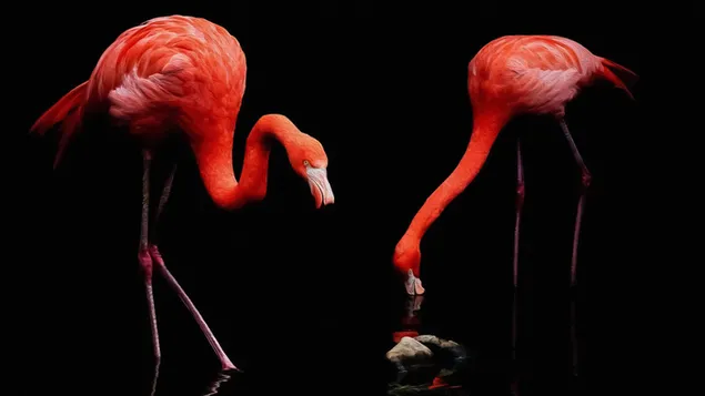 Malerei von zwei Flamingos