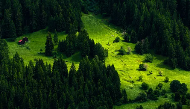 paisaje de pinos